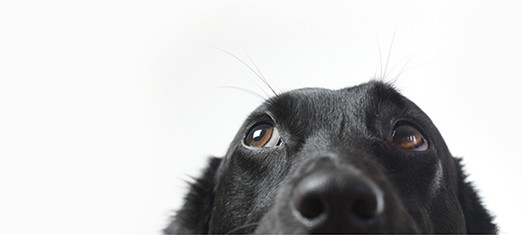 Do Animals Perceive a Creator?