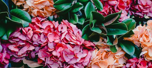 Celebrando el duodécimo día de Ridván