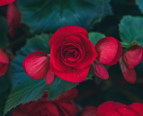 Celebrando el Festival Bahá’í de Ridván