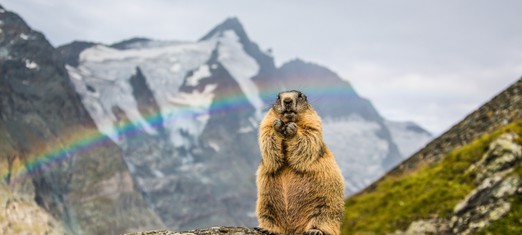 Is It Groundhog Day – Again?