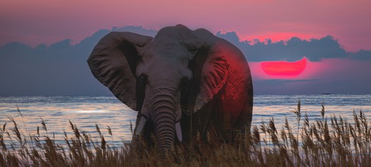 Taming the Inner Animal: How the Lower Self Evolves