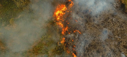 Cows, Burgers, and the Fires in the Amazon