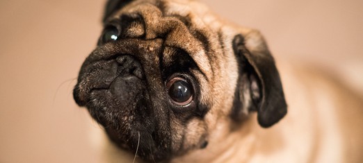 Do Animals Have a Soul or a Conscience?