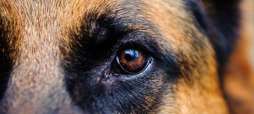 ¿Tienen alma los animales?