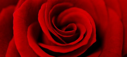 El significado espiritual de las rosas