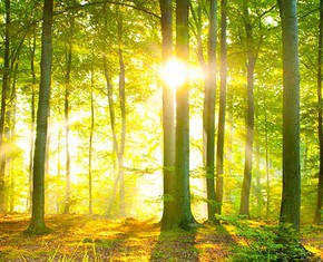 The Prophets: One Soul, One Body