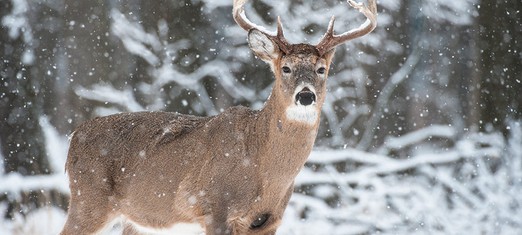 Hunting and Eating Animals—Another View