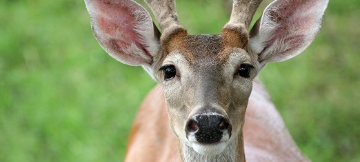 ¿Deberíamos cazar y comer animales?