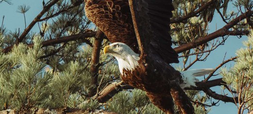 The Spiritual Meaning and Symbolism of Eagles