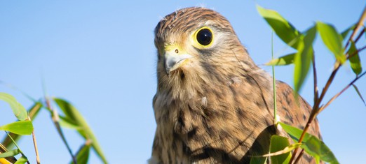 El significado espiritual y el simbolismo de los halcones