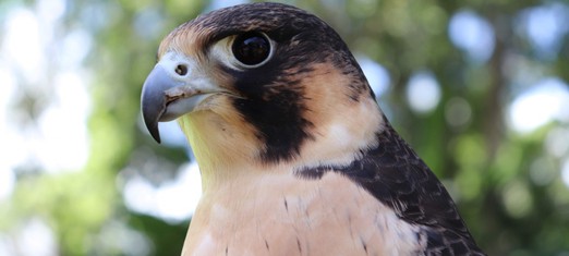 The Spiritual Meaning and Symbolism of Falcons
