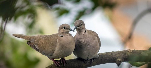 The Sweet Symbolism and Spiritual Meaning of Doves