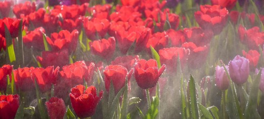 The Baha’i Definition of Paradise: The First Day of Ridvan