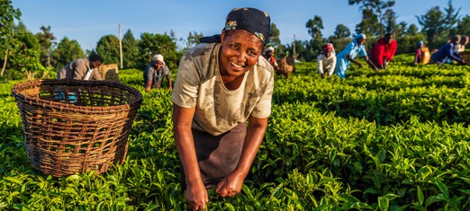 La gran importancia que la Fe bahá’í concede a los agricultores