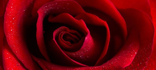 The Spiritual Significance of Roses